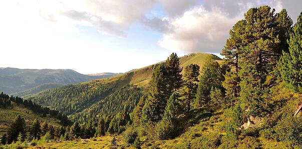 Panorama auf die Nockberge mit Zirbenbäumen