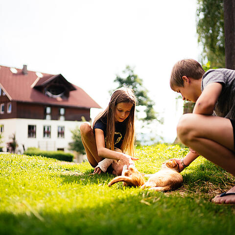 Katzen zum Kuscheln und Spielen im Sommerurlaub auf dem Bauernhof in Kärnten © Daniel Gollner_Urlaub am Bauernhof