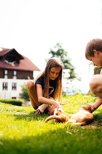 Katzen zum Kuscheln und Spielen im Sommerurlaub auf dem Bauernhof in Kärnten © Daniel Gollner_Urlaub am Bauernhof