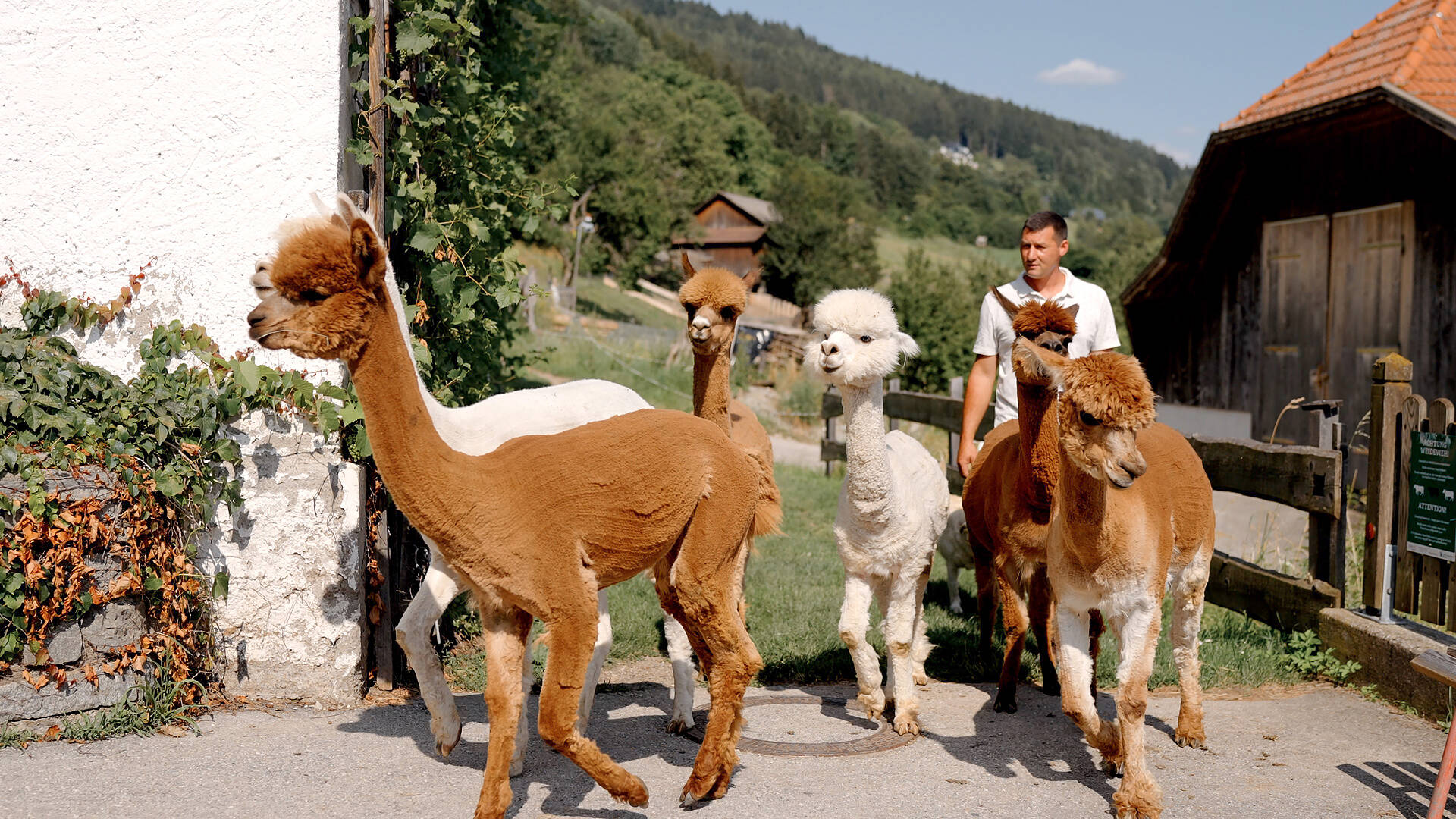 Unvergesslicher Sommerurlaub mit Alpakas: Natur erleben und Tiere hautnah kennenlernen © Daniel Gollner_Urlaub am Bauernhof