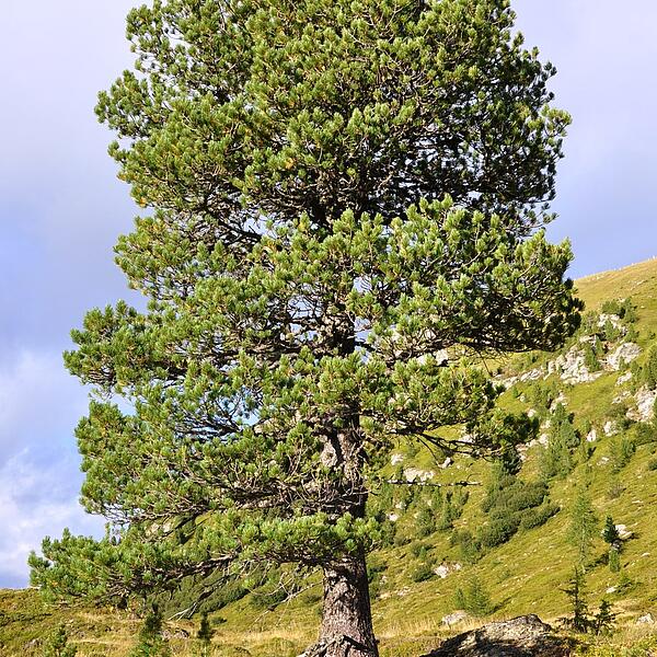 Großer alter Zirbenbaum