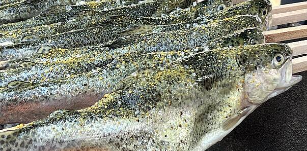 Steckerlfisch Fischfest Feld am See © Luisa Isola_MBN Tourismus