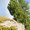 Zirbenbaum bei Felsen in den Nockbergen