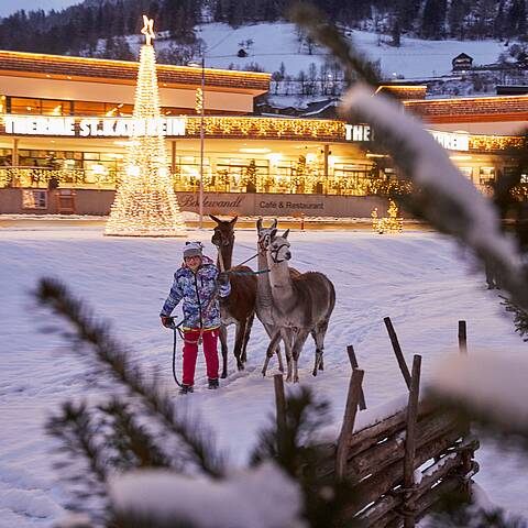 Lama-Führungen am Kulinarischen Familien-Advent © Johannes Puch_MBN Tourismus
