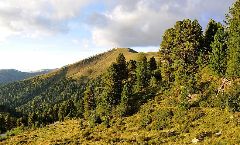 Zirbenbaum am Koflernock © Heinz Mayer_BPN