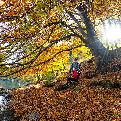 Goldener Herbst am Millstätter See © Gert Perauer_MBN Tourismus