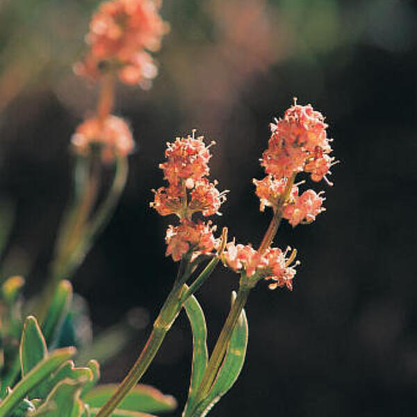 Sonnenuntergang über den Speickwiesen in den Nockbergen © BSP Nockberge