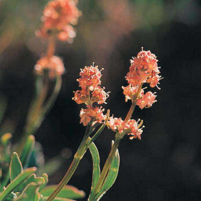 Sonnenuntergang über den Speickwiesen in den Nockbergen © BSP Nockberge