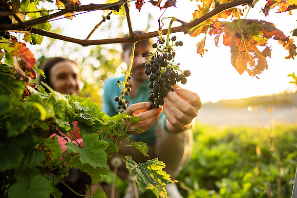 Pärchen pflückt Weintrauben von einer Weinrebe