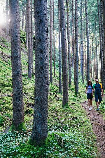 Ein malerischer Blick auf den Slow Trail, der durch dichte Wälder und entlang des klaren Wassers führt © Gert Perauer_MBN Tourismus