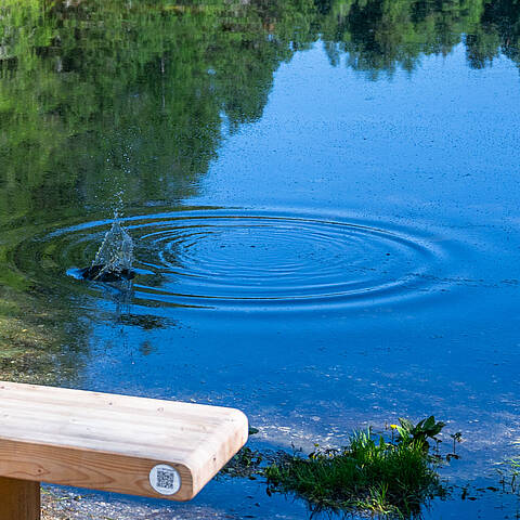 Wasserringe nach einem Steinwurf im Grünsee auf der Turracher Höhe