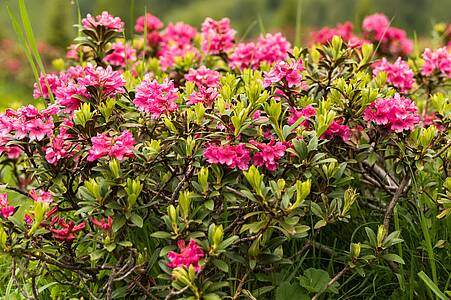 Wandern zur Almrosenblüte