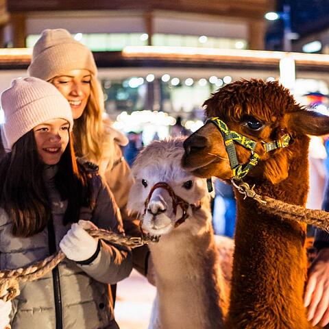 Familie spaziert mit Alpakas im Advent in Bad Kleinkirchheim