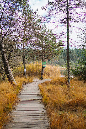 Schmaler Weg durch herbstlichen Wald