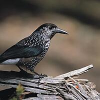 Der Vogel Tannenhäher im Biospährenpark Nockberge